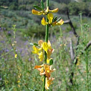 lotus scoparius